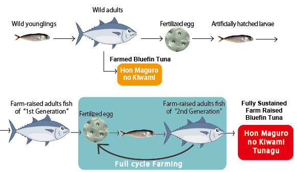 Full cycle farm raised of Bluefin tuna